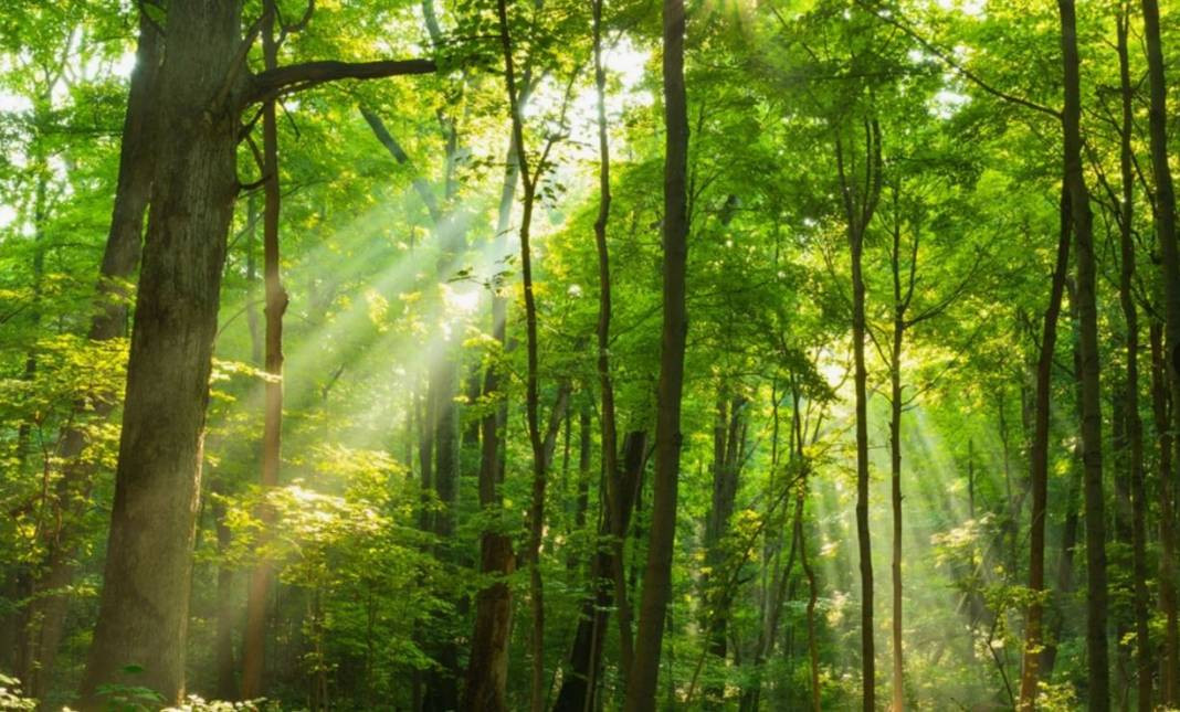 Tam 27 ilde resmen yasaklandı! Ormanlara giremeyeceksiniz - Resim: 11